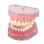 Dentalmall 1 Pc Dental Demonstration Teeth Model - Standard Study Teaching Dental Mode with All Removable Teeth 4004 01