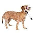 PetSafe Gentle Leader No-Pull Dog Headcollar - The Ultimate Solution to Pulling - Redirects Your Dog's Pulling for Easier Walks - Helps You Regain Control - Small, Deep Purple