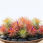 Air Plants Live, 10 Red Tillandsia Air Plants Live Houseplants for Growing Indoors Outdoors, 2 to 3 Inches Tall