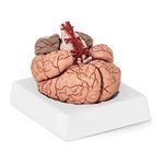 Physa Human Brain Model Structural Anatomy Physiology Arteries Brain Stem 3D Disassembled Medical Education Life-Sized Realistic PHY-BM-1 (1:1 scale, Synthetic Plastic, Coloured, Incl. Base)