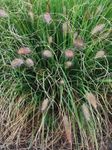 Perennial Farm Marketplace Pennisetum alop. 'Cassian' (Fountain) Ornamental Grass, Size-#1 Container, Green Leaves Tinged with Red