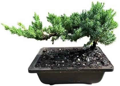 Live Dwarf Juniper Bonsai Tree | Potted in Plastic Pot | 3 Years Old | 100% Handcrafted for Home | Office Desk | Unique Gift for Birthday, Graduation, Anniversary.