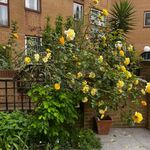 Yellow Golden Climbing Rose Bush in