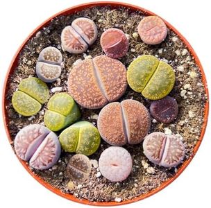 Sprout N Green Rare Lithops Collection, Living Stone Plant Fully Rooted in 4" Pot, Cute Potted Succulents Houseplant Pebble Plant, Great for Terrarium Arrangement, DIY Project