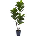 Nearly Natural Fiddle Leaf Indoor/Outdoor UV Resistant Tree, 65 by Nearly Natural