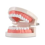 Genex Real Size Dental Teeth Model | Premium Quality denture demonstration model | For Patient education, Teaching, Studying, Displaying, Educating kids