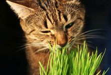 Organic CAT Grass - Oats - Great Treat for Feline Digestive System - 200 Seeds