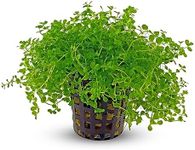 Canton Aquatics | Monte Carlo Micranthemum 2" Pot | Freshwater Aquatic Plants | Potted