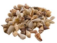 Sea shells | 500 grams bag (approximately 80 shells) | mix pack | beach shells | seashells | natural crafts