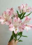 Radha Krishna Agriculture® Alstroemeria Imported Light Pink Color Flower Bulbs For Gardening (Pack Of 1 Bulbs)