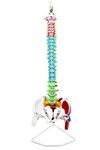 Science Resource S09490 Flexible Spinal Column | 5 Color-Coded Spinal Cord Regions | Muscle W Occipital Bone | Sacrum, Coccyx, 24 Vertebrae, Soft Disc | Pelvic Bones & Femur Heads, Arteries, Nerve Endings | W Manual