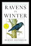 Ravens in Winter