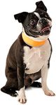 CoolerDog Hi-Vis Dog Cooling Collar - Orange Reflective Re-Freezable Ice Collar (Small)