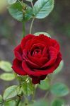 Gebdinsh Garden® Imported Rose Dark Red Color Flower Seeds For Gardening | Pack Of 50 to 60 Seeds