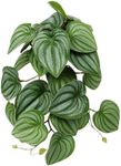 WOLEDOE Reptile Plants for Terrarium, Amphibian Habitat Decor Artificial Hanging Plants with Suction Cup - Fake Calathea Orbifolia