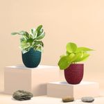 Bathroom Plants Combo | Low-Maintenance Plants | Indoor Plants for Bathroom | Low-light Plants from Greenkin