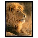 Wee Blue Coo Big African Lion Sitting Sun Art Print Framed Poster Wall Decor 12X16 Inch