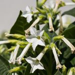 Nicotiana affinis White Tobacco Plant Seeds - 2250 Organic Flower SeedST