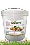 TSR Organic Fertilisers & Pesticides Seaweed granules 10 kg bucket Multi Purpose micro nutrient slow release Fertilizer for Gardening Indoor Out Door plantations and crops