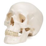 3B Scientific A20 Human Anatomy - Classic Human Skull Model with Magnetic Connections, 3 Part + free Anatomy App - 3B Smart Anatomy