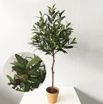 Creative Farmer Plant For Terrace Garden Olive Jaitun - Source Of Olive Oil (Healthy Live Plant), PLANT-395-OLIVE|531|499@