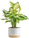 Costa Farms Dieffenbachia Live Plan