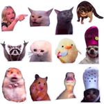 12PC Funny Meme Animals Fridge Magn