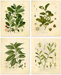 Ink Inc. Vintage Botanical Prints | Stimulant Herbs Psychoactive Plants | Coffee, Tea, Coca, Mate | 8x10 Set of 4 Unframed