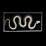 UIGJIOG Real Snake Skeleton Animal Specimen in Acrylic Block, Paperweights Science Classroom Specimens for Science Education,16 * 7.8 * 2cm