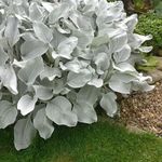 1 x Large Senecio Angel Wings in A 9cm Pot - Amazing Unusual Hardy Plant