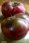 Cherokee Purple Heirloom Tomato See