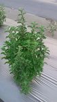 Agrotech India Oregano Origanum Vulgare Seeds 100 Seeds, Easy To Grow Herb