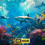 Underwater Wonders Aquarium Screensaver for TV: Relaxing Music, Sounds, and Videos of Deep Sea Life, Marine Life, Ocean Fish, and Aquatic Scenery