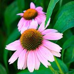 YouGarden Echinacea Purpureus Magnus, Established Perennial in 9cm Pot, Ready to Plant