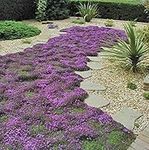 400+ Creeping Thyme Seeds- Ground Cover Seeds-Thymus SERPYLLUM- Magic Carpet (UMR) - Low Maintenance Drought resistant-B195