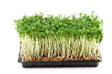 PREMIER SEEDS DIRECT - CRESS PLAIN/CURLED/COMMON - 75GM - APPROX 30,000 SEEDS