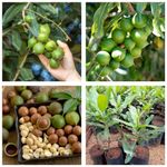 Online Plant Bazar World Costly Macadamia Nut Live Plant For Outdoor Living Plant Height (7 Inch-10 Inch)