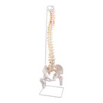 breesky Spine Model, 34.6" Life Size Spinal Cord Model Flexible Anatomical Spine with Vertebrae, Nerves, Arteries, Lumbar Column, and Male Pelvis with Stand for Science Study or Patient Education