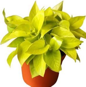 Poto Amarillo Natural Planta Exótica de Interior con Hojas Colgantes y Fácil Mantenimiento