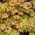 Acer palmatum - Japanese Maple | Deciduous Garden Plant Tree | 15-30cm Potted