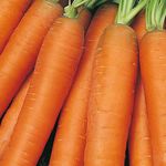 Early Nantes Carrot Seeds – 1000 Organic Seeds – Suitable for Indoor & Outdoor Planting in Pots or Soil in The Allotment, Vegetable Plot or Garden – Packed in The UK by Meldon Seeds