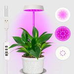 Lighting For Houseplants