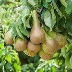 Potted Mini Fruit Tree Pear, Ideal for Small Gardens & Patios, Self-Fertile Heavy Cropping, Delicious Fruit in Autumn, Easy to Grow, 1 x Pyrus (Pear) ‘Conference’ Plant 9cm Pot by Thompson & Morgan