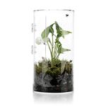 Jumping Spider Enclosure, 11.5”*6”*6”, Micro Habitat Terrariums, Arboreal Reptile Tank with Front Opening Door,Tarantula Enclosure, Plant Greenhouse