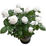 White Rose Live Plant (2 Pack) 5-7 