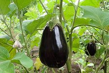 Miracle Nursery Round Black Brinjal Seeds (Black Beauty eggplant seeds), Pack of 700mg