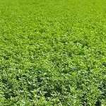 Non-GMO Alfalfa Seeds - 1 Lbs - Hig