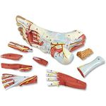 Medical Anatomical Foot Skeleton Model with Ligaments, Muscles, Nerves and Arteries, 9-Part, Life Size, Finest Details