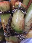 Perennial Sugarcane Root Stock Orga