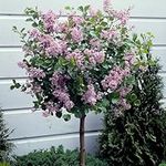 You Garden - Standard Lilac Tree Syringa 'Palibin' 80-100cm Tall in a 3.5L Pot - Potted Trees & Shrubs for Gardens or Patios - Supplied as 1 x Standard Lilac Tree in 3.5cm Pot